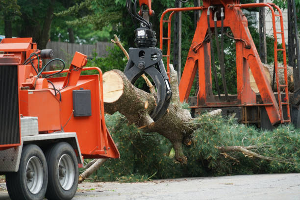 Professional Tree Service in Saraland, AL